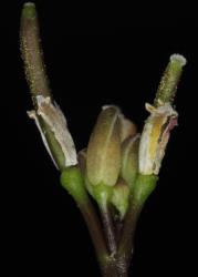 Cardamine glara. Apetalous flower.
 Image: P.B. Heenan © Landcare Research 2019 CC BY 3.0 NZ